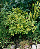 Cephalanthus occidentalis Knopfbusch