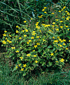 Chrysogonum virginianum