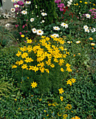 Coreopsis verticillata