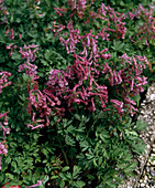 Corydalis solida