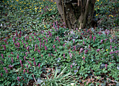 Corydalis solida