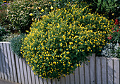 Corydalis lutea