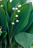 Convallaria majalis 'Grandiflora'