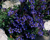 Gentiana septemfida