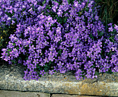 Campanula portenschlagiana