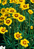 Coreopsis grandiflora 'Schnittwunder'