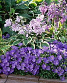 Campanula carpatica (bellflower)