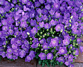 Campanula carpatica 'Blaue Clips'