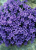 Campanula portenschlagiana