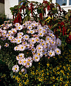 Chrysanthemum arcticum 'Roseum'