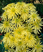 Chrysanthemum indicum