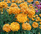 Chrysanthemum - Hybr. 'Order Star'