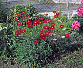 Tanacetum coccineum 'Robinsons Rot' - Rote Margerite