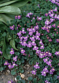 Cymbalaria muralis (Syn. Linaria cymbalaria)