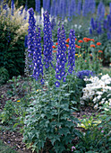 Delphinium 'Polar Night'