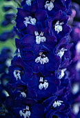 Delphinium hybrid