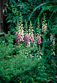 Digitalis hybrid