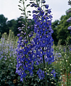 Delphinium X cultorum