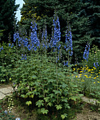 Delphinium elatum hybrid