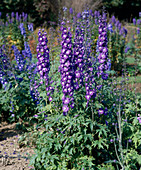 Delphinium X cultorum, PACIFIC hybrid