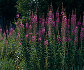 Epilobium angustifolium