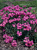 Erigeron 'Rosenballett'