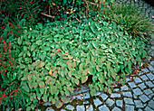 Epimedium perralderianum