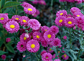 Erigeron 'Red Sea'