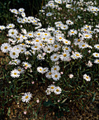 Erigeron 'Summer Snow'