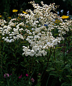 Filipendula Hexapetala