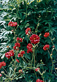 Geum x hybridum 'Miss Bradshaw'