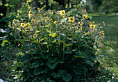 Geum rivale hybrid