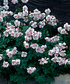 Geranium macranthum