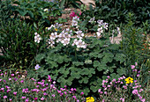 Geranium renardii