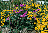 Geranium subcaulescens 'Splendens'