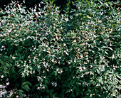 Gillenia trifoliata