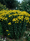 Helenium 'Globe Sun'