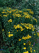 Helenium