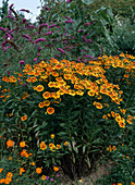 Helenium