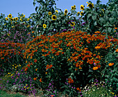 Helenium hybrid