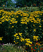 Helenium 'Gold Rush'