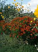 Helenium