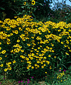 Helenium 'Cinnamon Star'