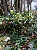 Helleborus hyb.