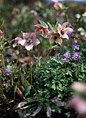 Helleborus hybrids