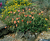 Helianthemum