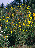 Helianthus tuberosus