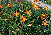 Hemerocallis 'Stern von Rio'