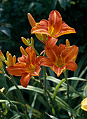 Hemerocallis hybride 'Bernhard Thompson'