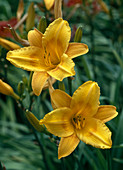 Hemerocallis hybrid 'Lucrcius'